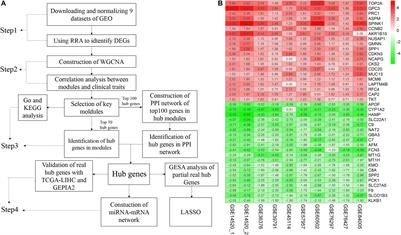 Identification of Hub Genes Associated With Hepatocellular Carcinoma Using Robust Rank Aggregation Combined With Weighted Gene Co-expression Network Analysis